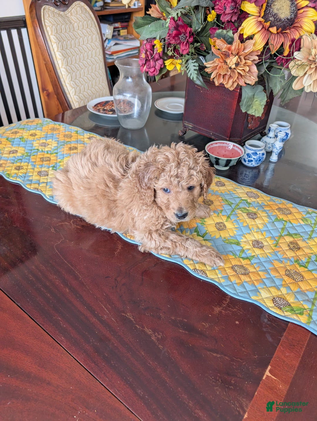 Goldendoodle dogs for sale: Henry - Ad 6