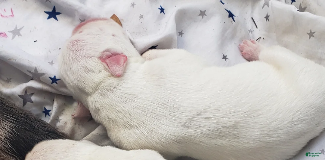 Mixed Breed dogs for sale: Male 2 - Ad 1