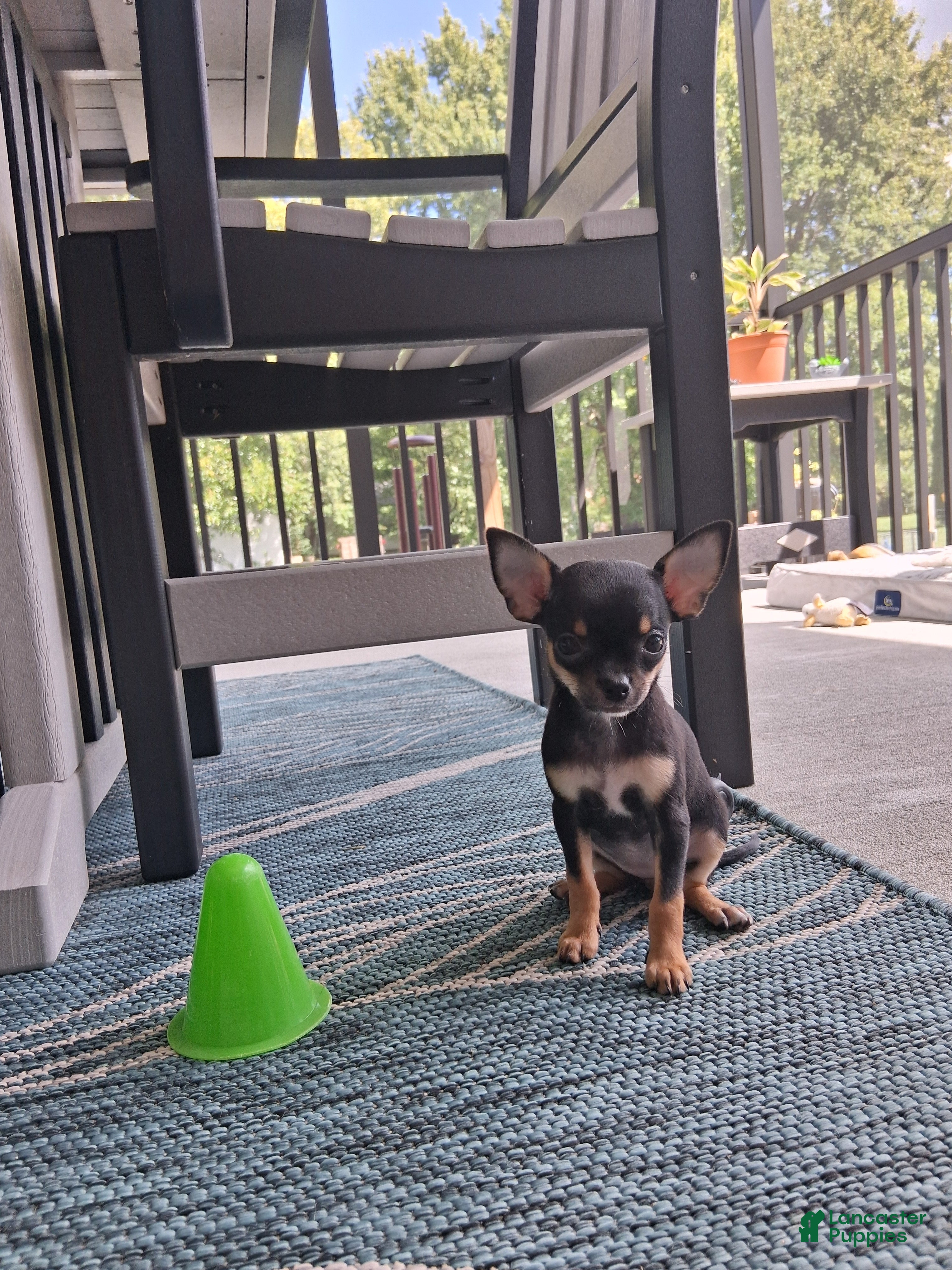 Chihuahua dogs Chihuahua 1 - Ad 2