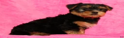 Yorkshire Terrier dogs for sale: Amber - Ad 5