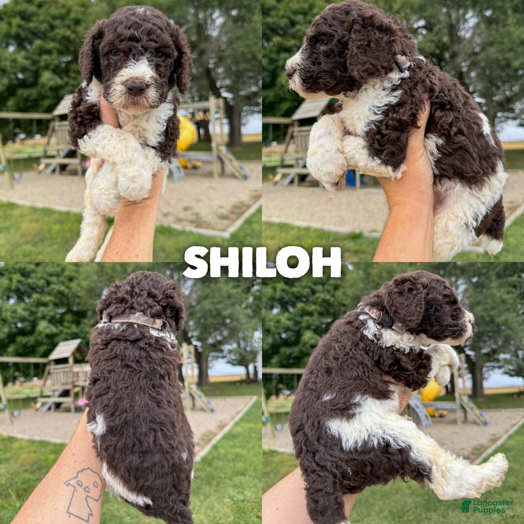 Standard Poodle litter of 10 puppies for sale in Columbia City