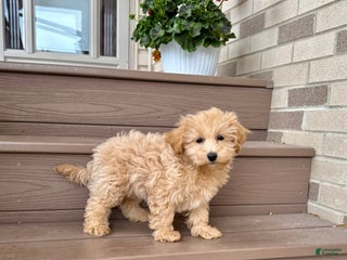 Maltipoo dogs Gordon - Ad 9