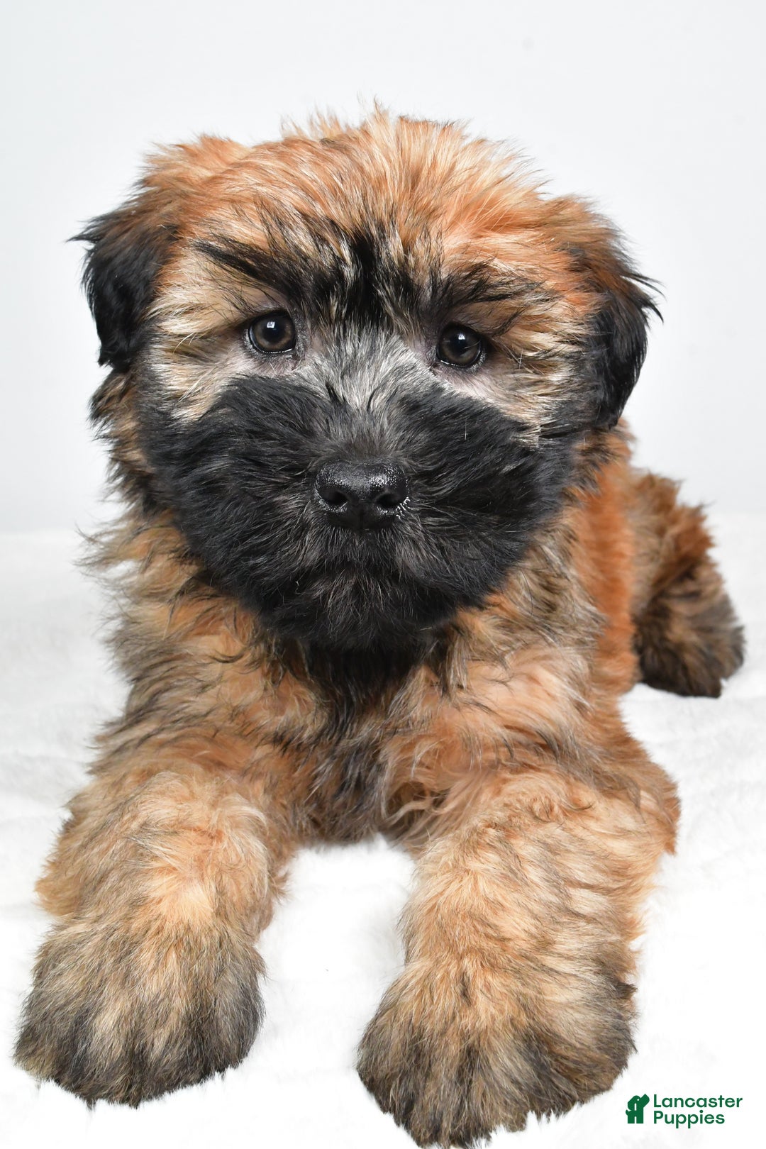 Soft Coated Wheaten Terrier dogs for sale: Sadie - Ad 4