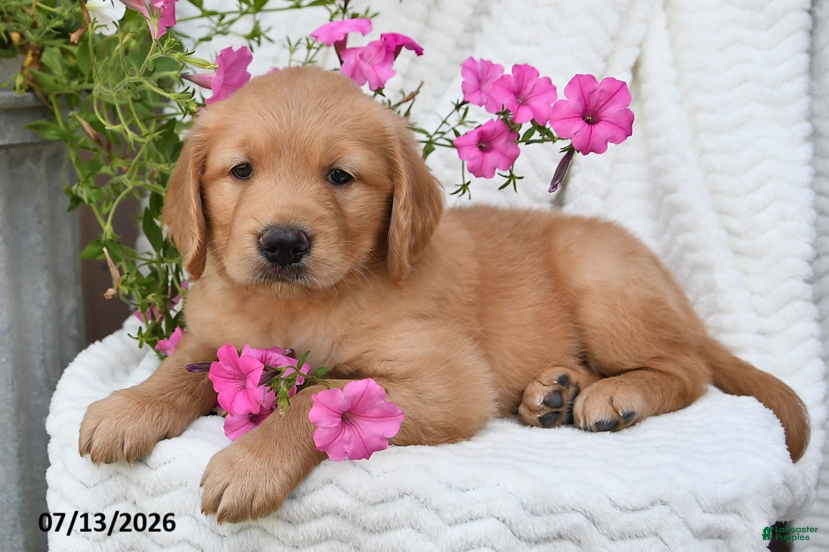 Golden Retriever dogs Crystal - Ad 1