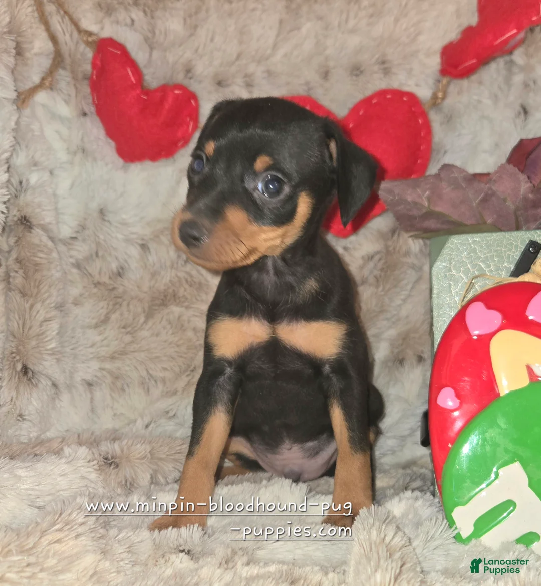 Miniature Pinscher dogs for sale: Dugan black and rust - Ad 5