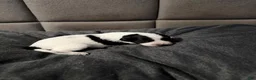 Xoloitzcuintle dogs for sale: Matcha - Ad 16