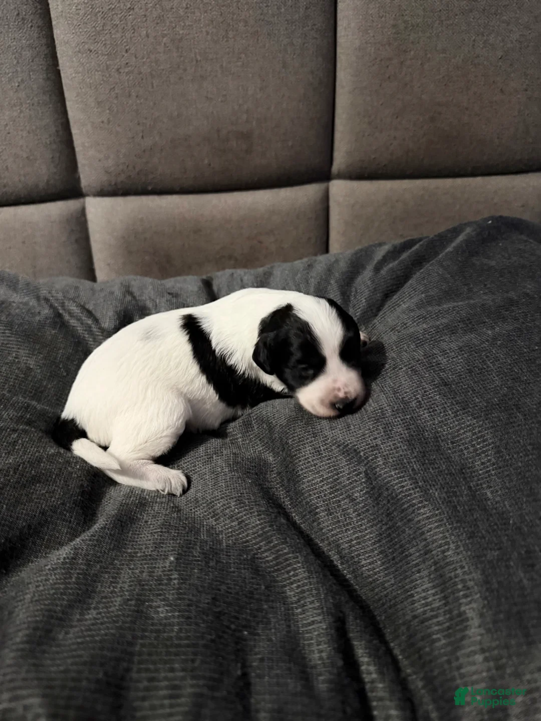 Xoloitzcuintle dogs for sale: Matcha - Ad 16