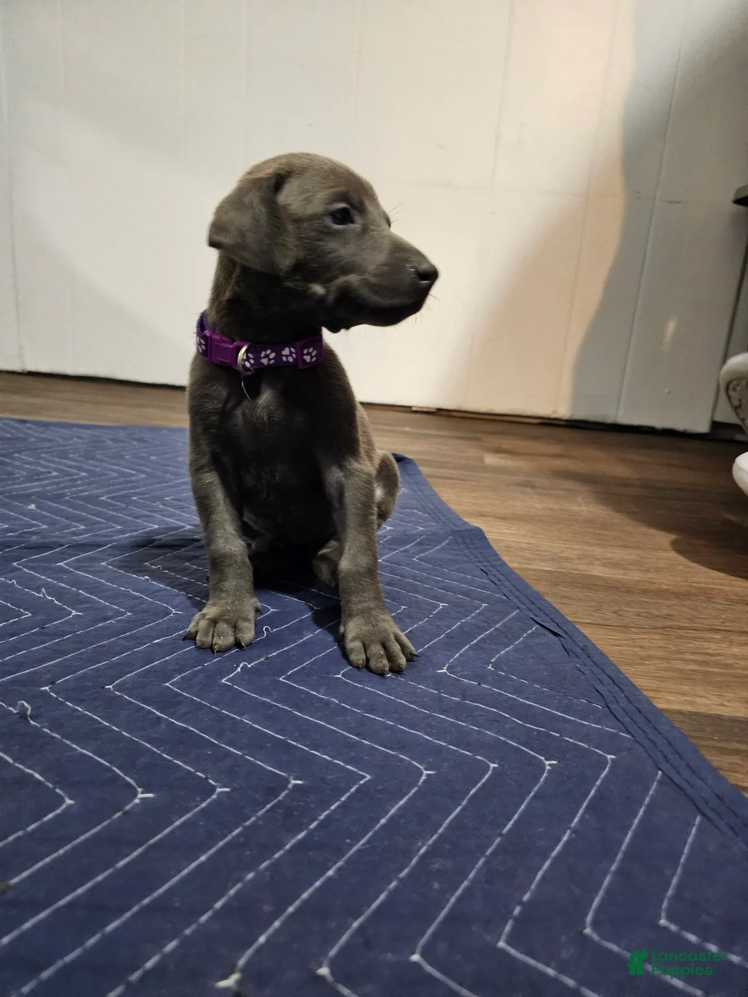 Doberman Pinscher dogs for sale: Doberman Pinscher 6 - Ad 2
