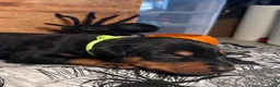 Doberman Pinscher dogs for sale: GhostFace: European Bloodlines - Ad 3