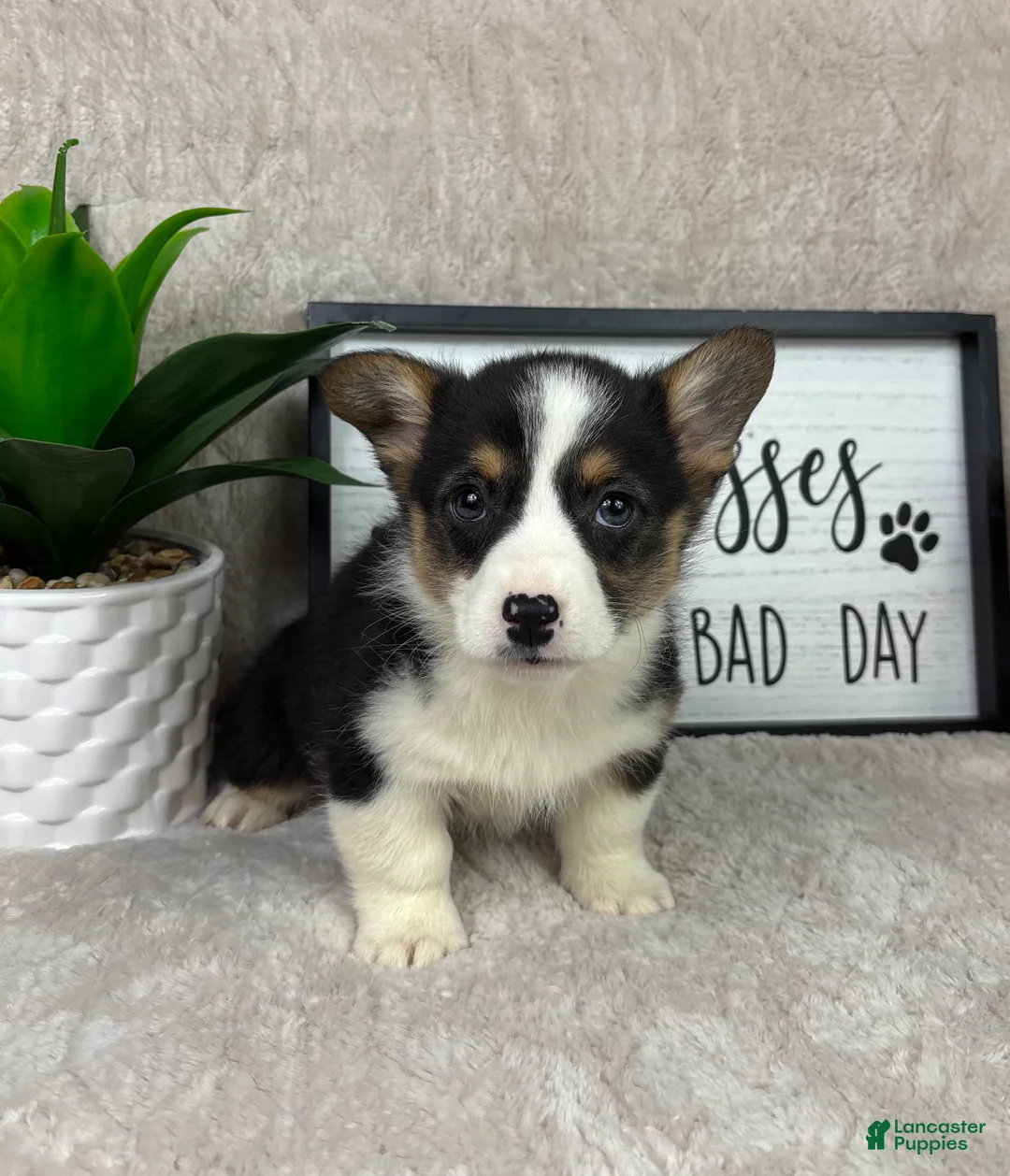 Welsh Corgi Pembroke dogs for sale: Paxton - Ad 5