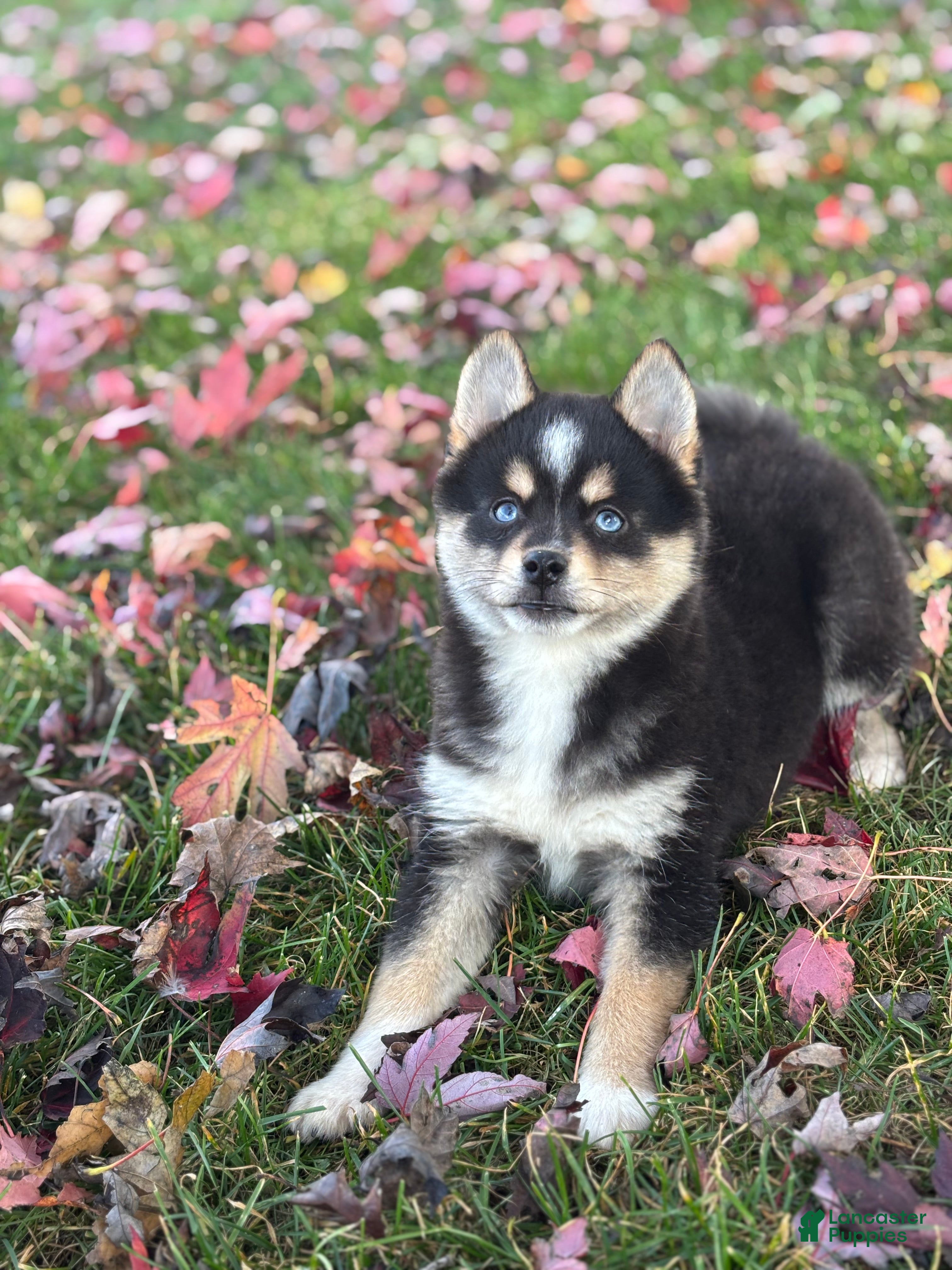 Pomsky dogs for sale: Tobias - Ad 2