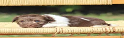 Havanese dogs for sale: Dora - Ad 4
