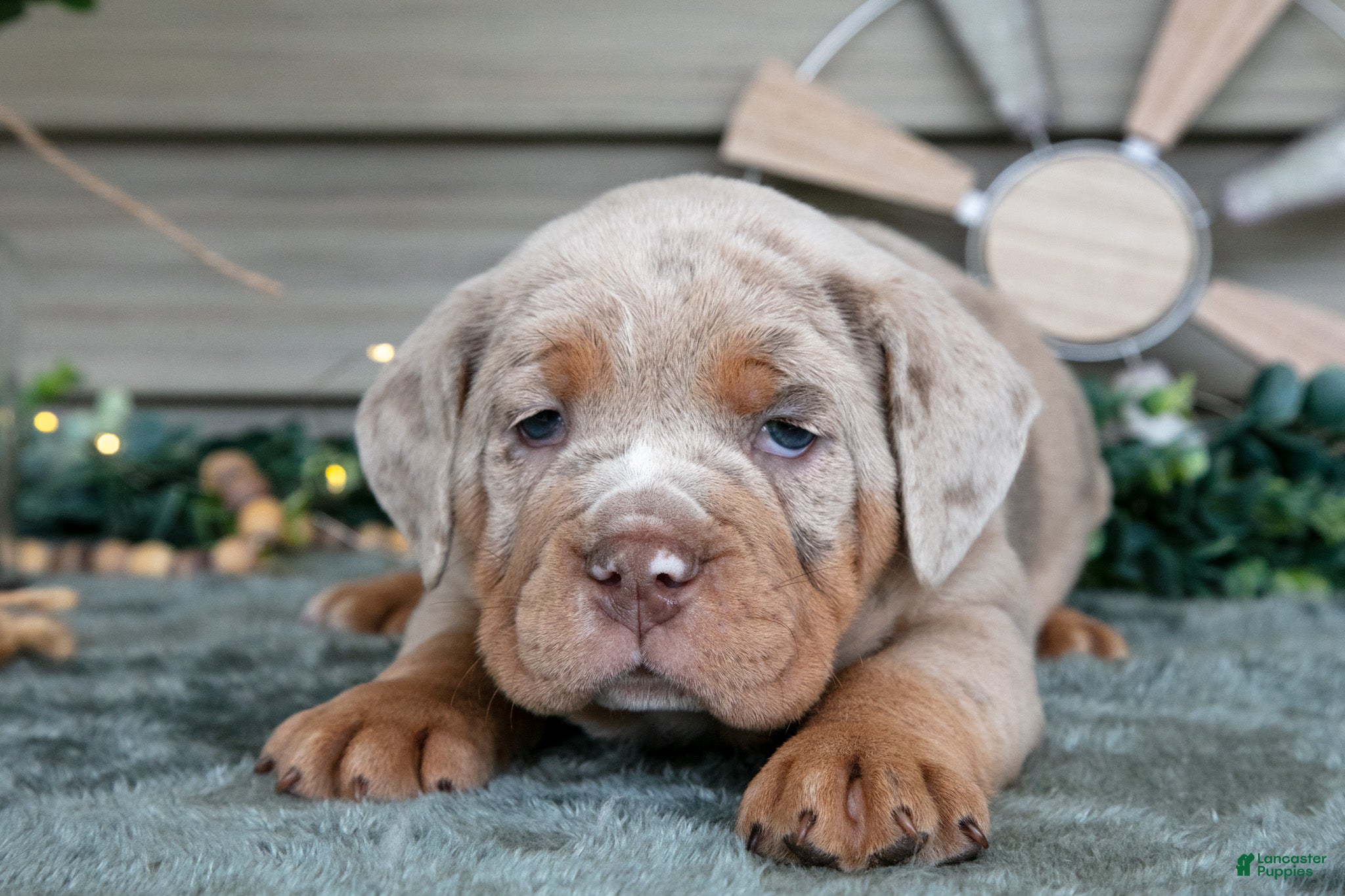 Beabull dogs Suki - Ad 2