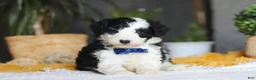 Sheepadoodle dogs for sale: Thumper - Ad 2