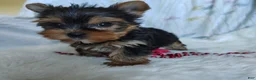 Yorkshire Terrier dogs for sale: Jemma - Ad 4