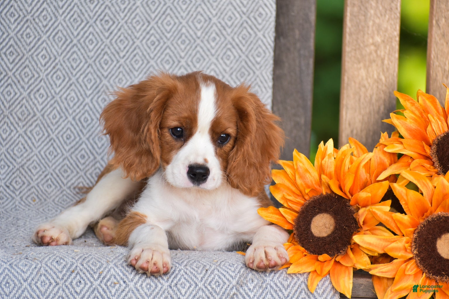 Cavalier King Charles Spaniel dogs Charlie - Ad 2