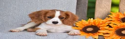 Cavalier King Charles Spaniel dogs for sale: Charlie - Ad 2