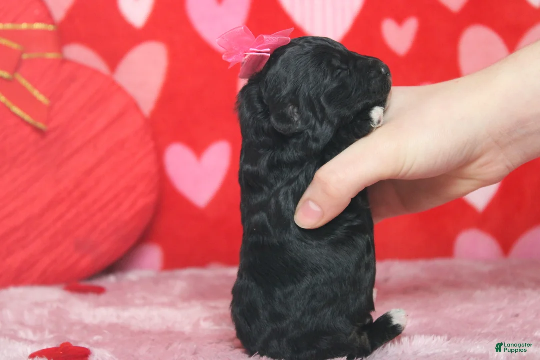 Mixed Breed dogs for sale: Precious - Ad 6