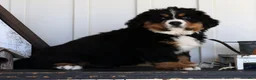 Bernese Mountain Dog dogs for sale: Charlie - Ad 4