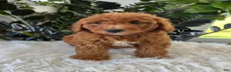 Mini Goldendoodle dogs for sale: Axel - Ad 5