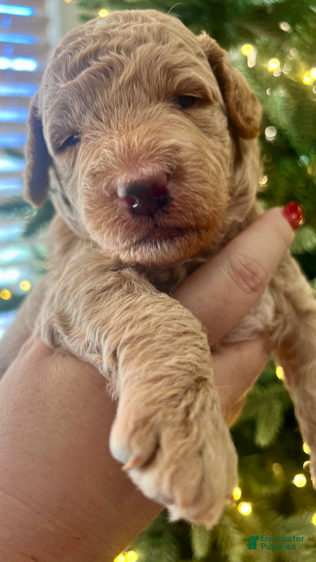 Goldendoodle dogs for sale: Lucky - Ad 1