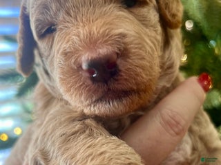 Goldendoodle dogs Lucky - Ad 1