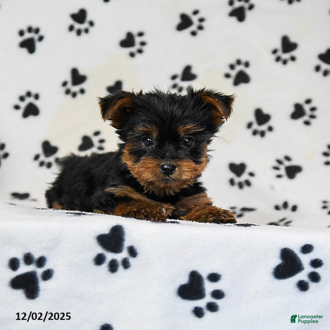 Yorkshire Terrier dogs for sale: Quest - Ad 4