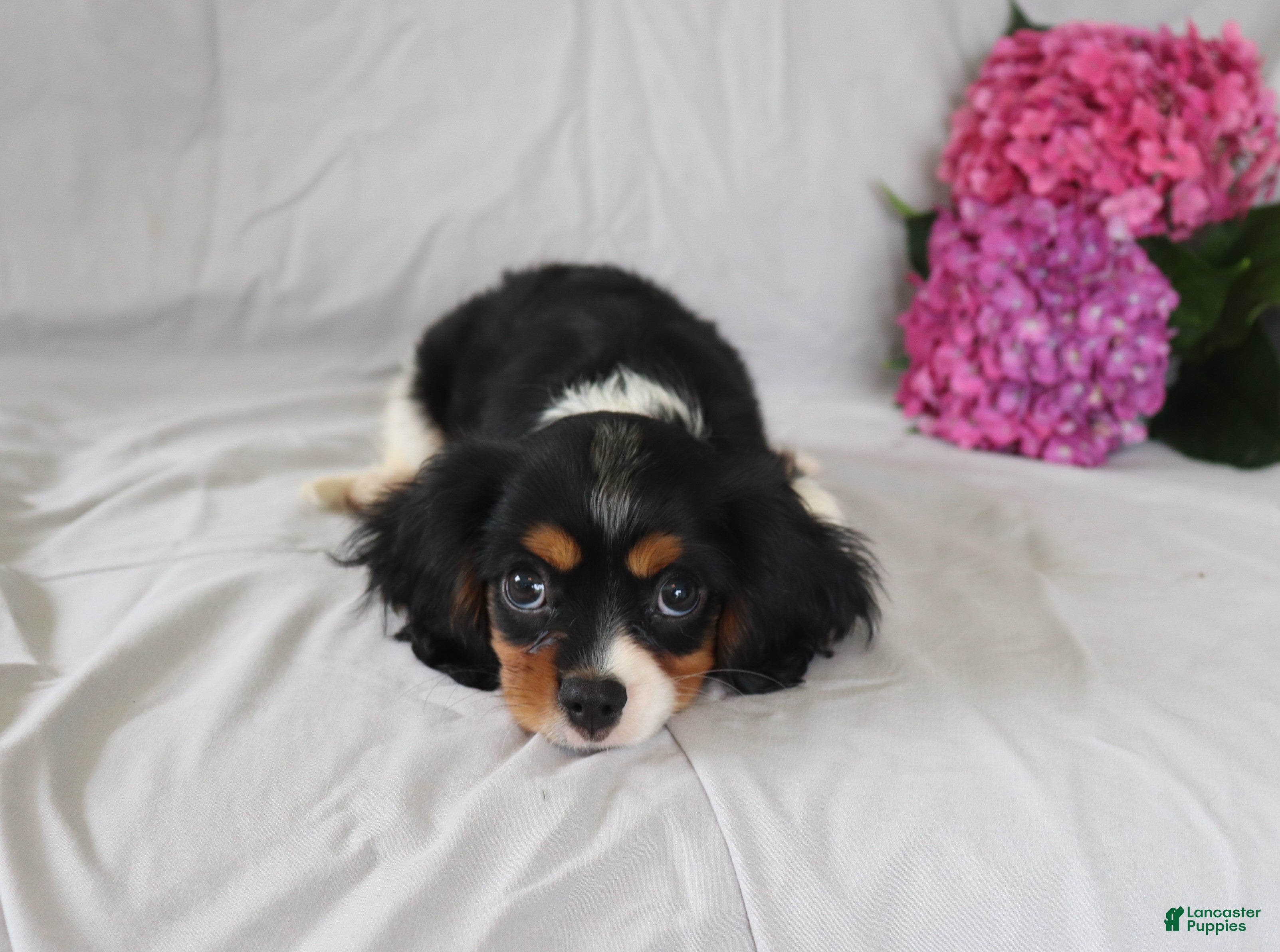 Cavalier King Charles Spaniel dogs Peter - Ad 2