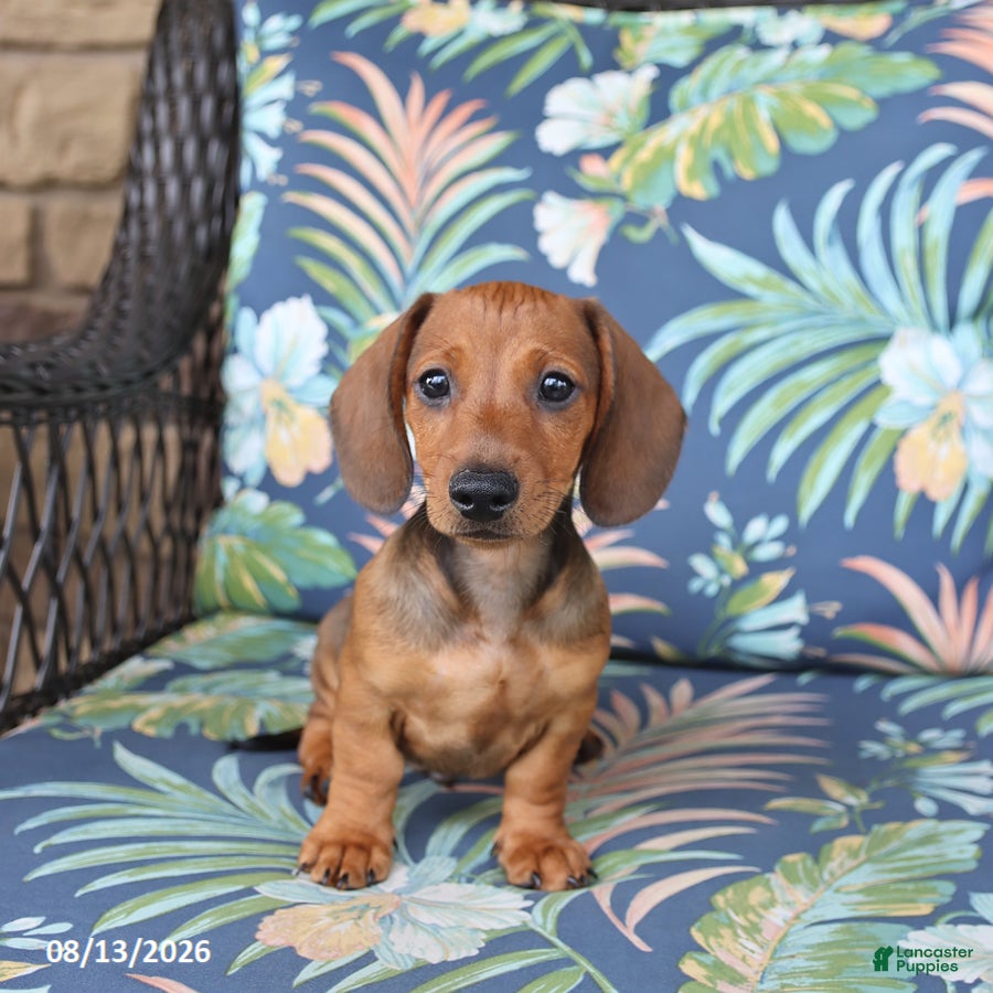 Miniature Dachshund dogs Jake - Ad 1