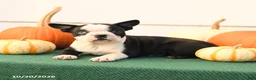 Boston Terrier dogs for sale: Angel - Ad 3