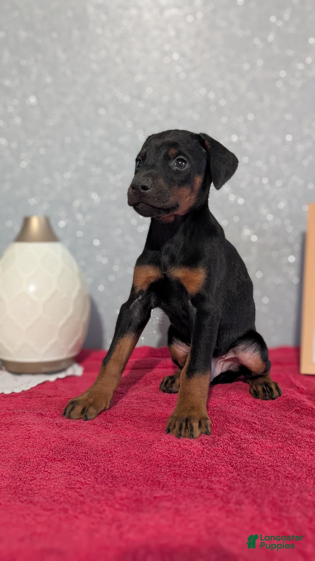 Doberman Pinscher dogs for sale: Lando - Ad 5