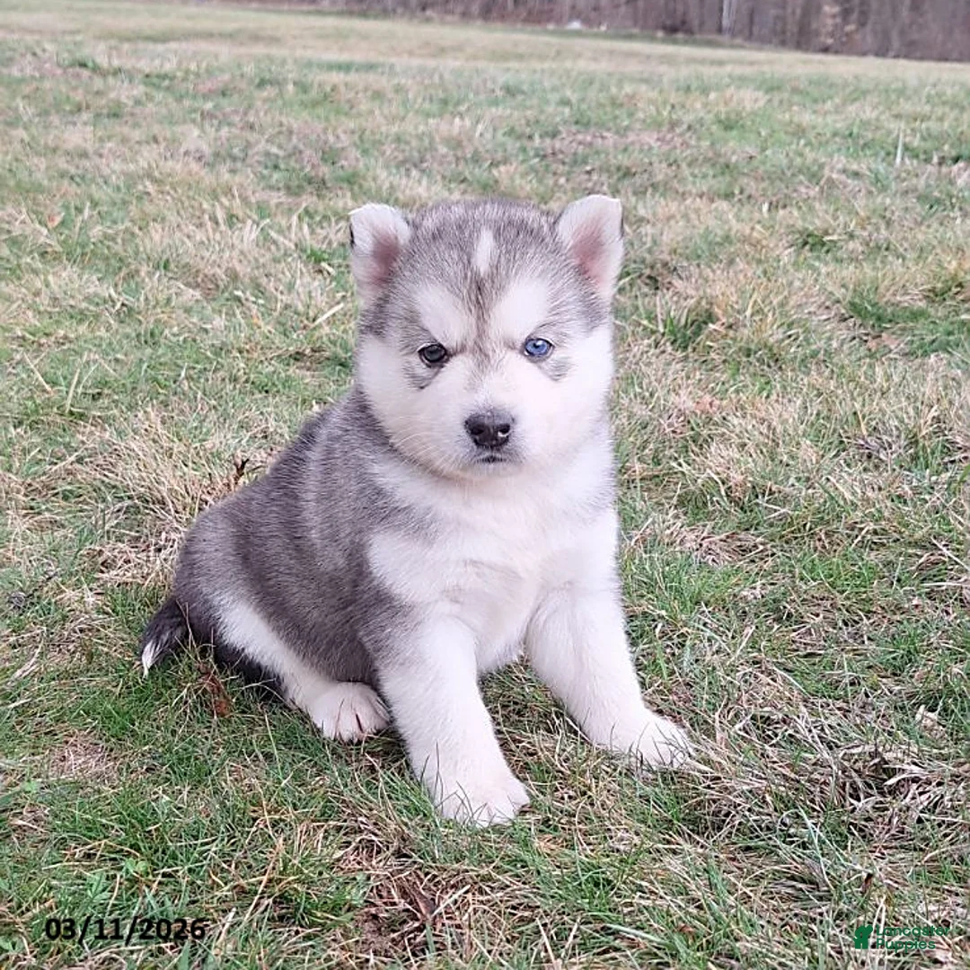 Gerberian Shepsky dogs for sale: Chief - Ad 3