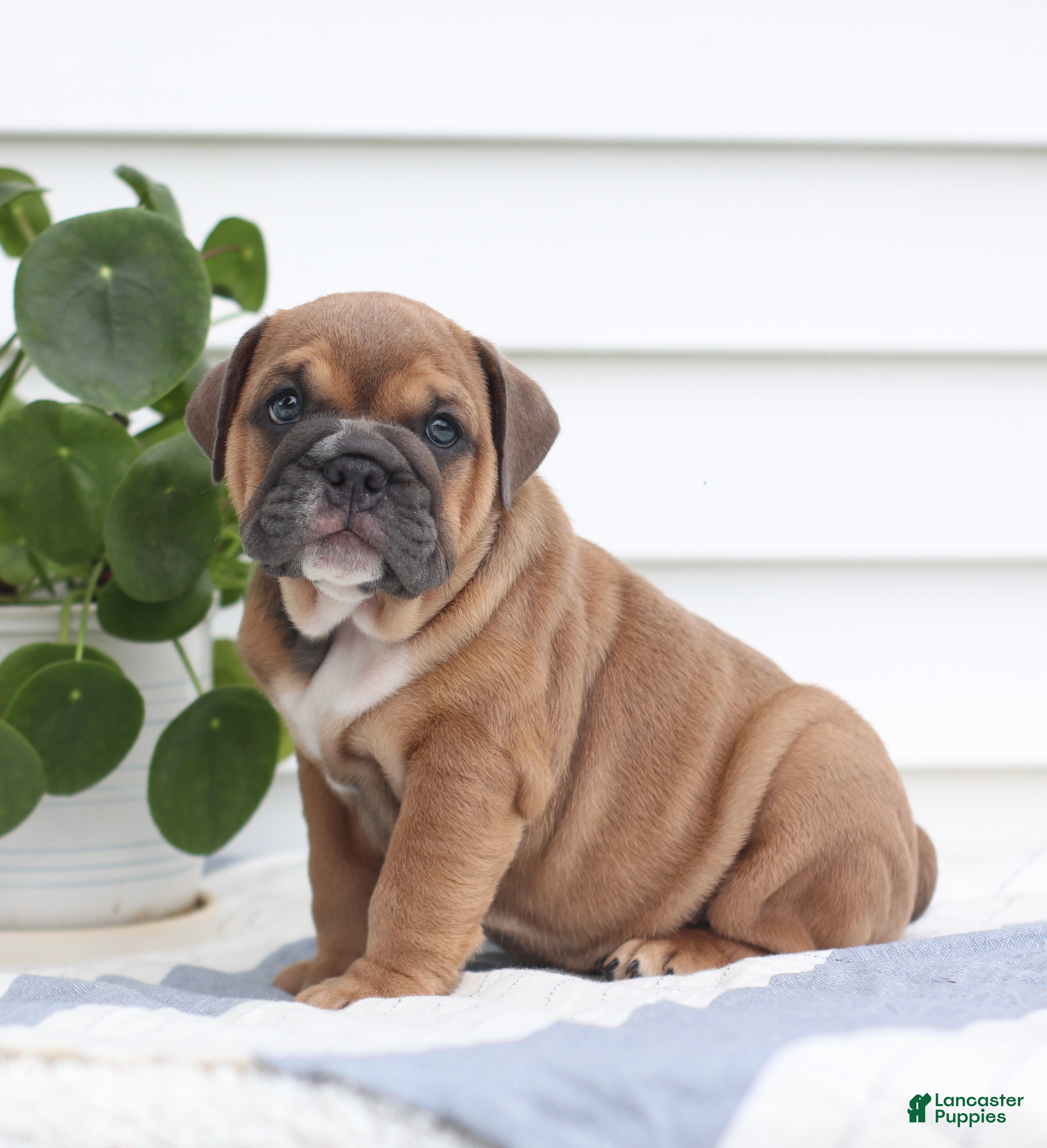 English Bulldog dogs Clara - Ad 2