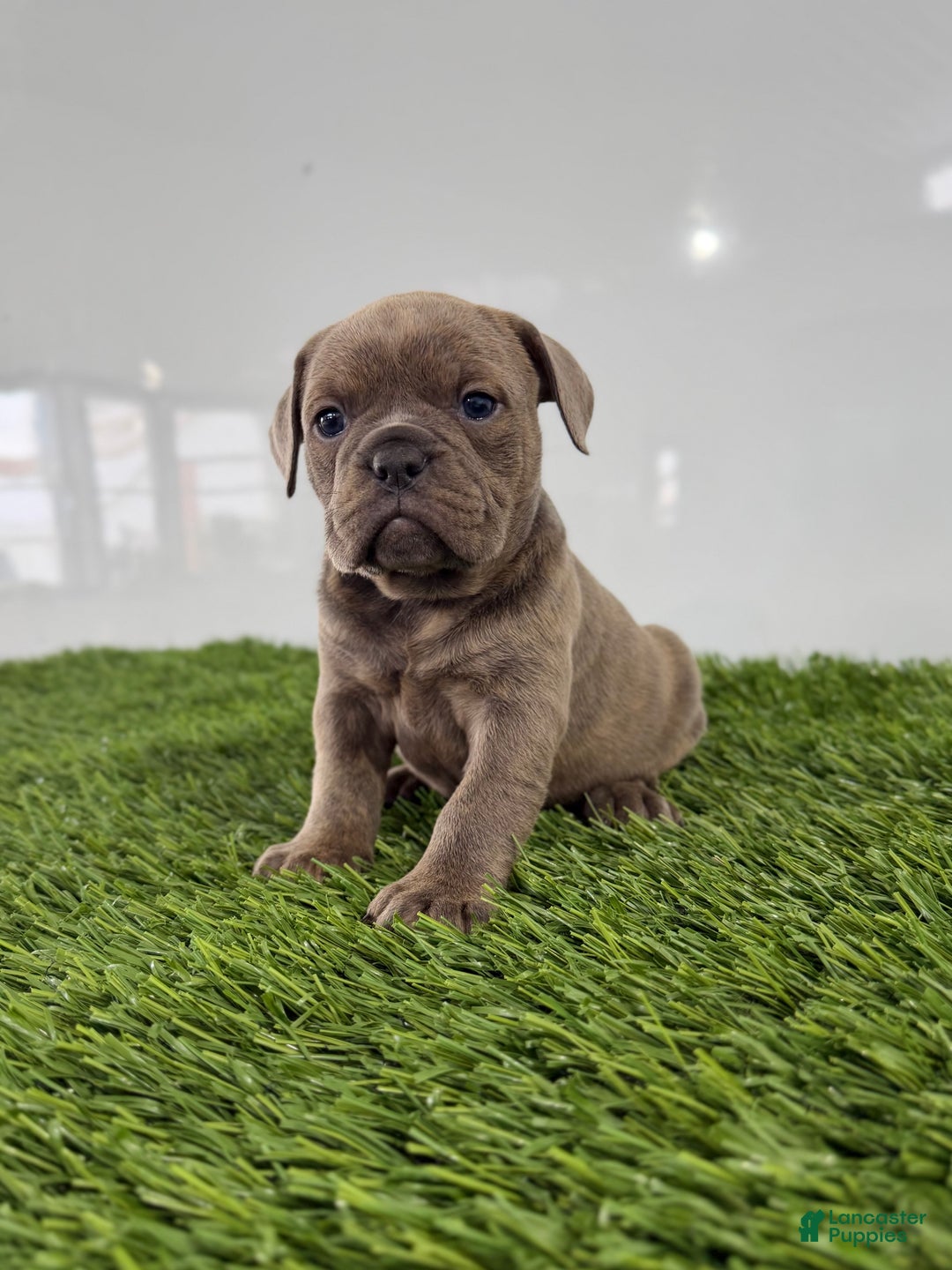 Olde English Bulldogge dogs for sale: Teela - Ad 3