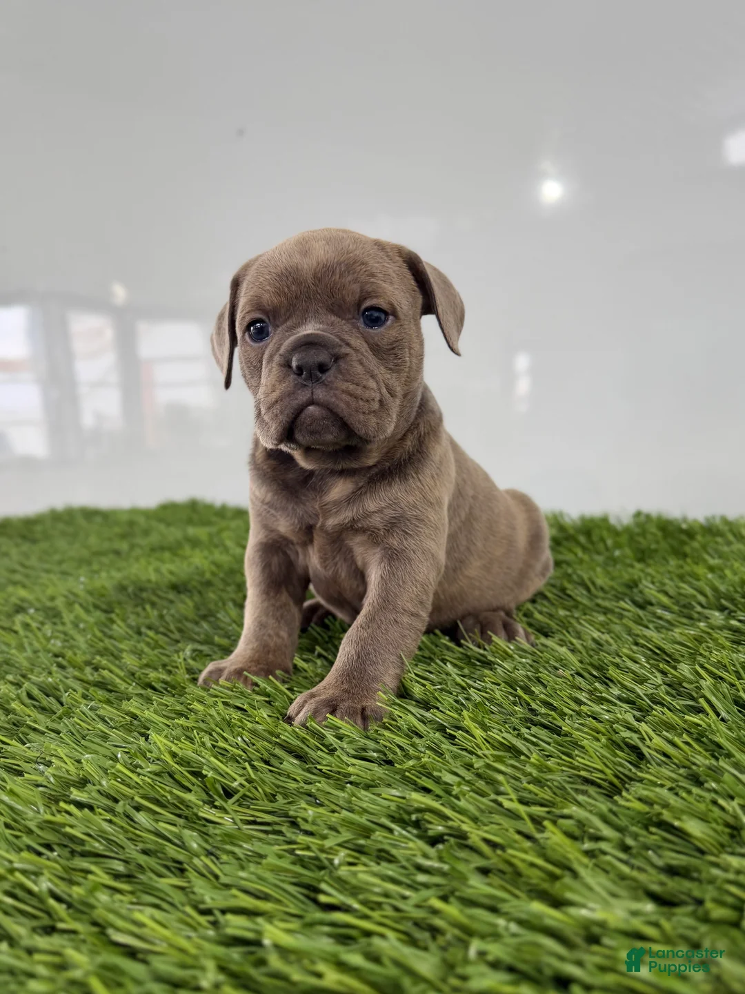 Olde English Bulldogge dogs for sale: Teela - Ad 3