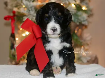 Bernedoodle dogs Doona Who - Ad 5