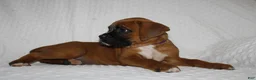 Boxer dogs for sale: Beverly - Ad 3