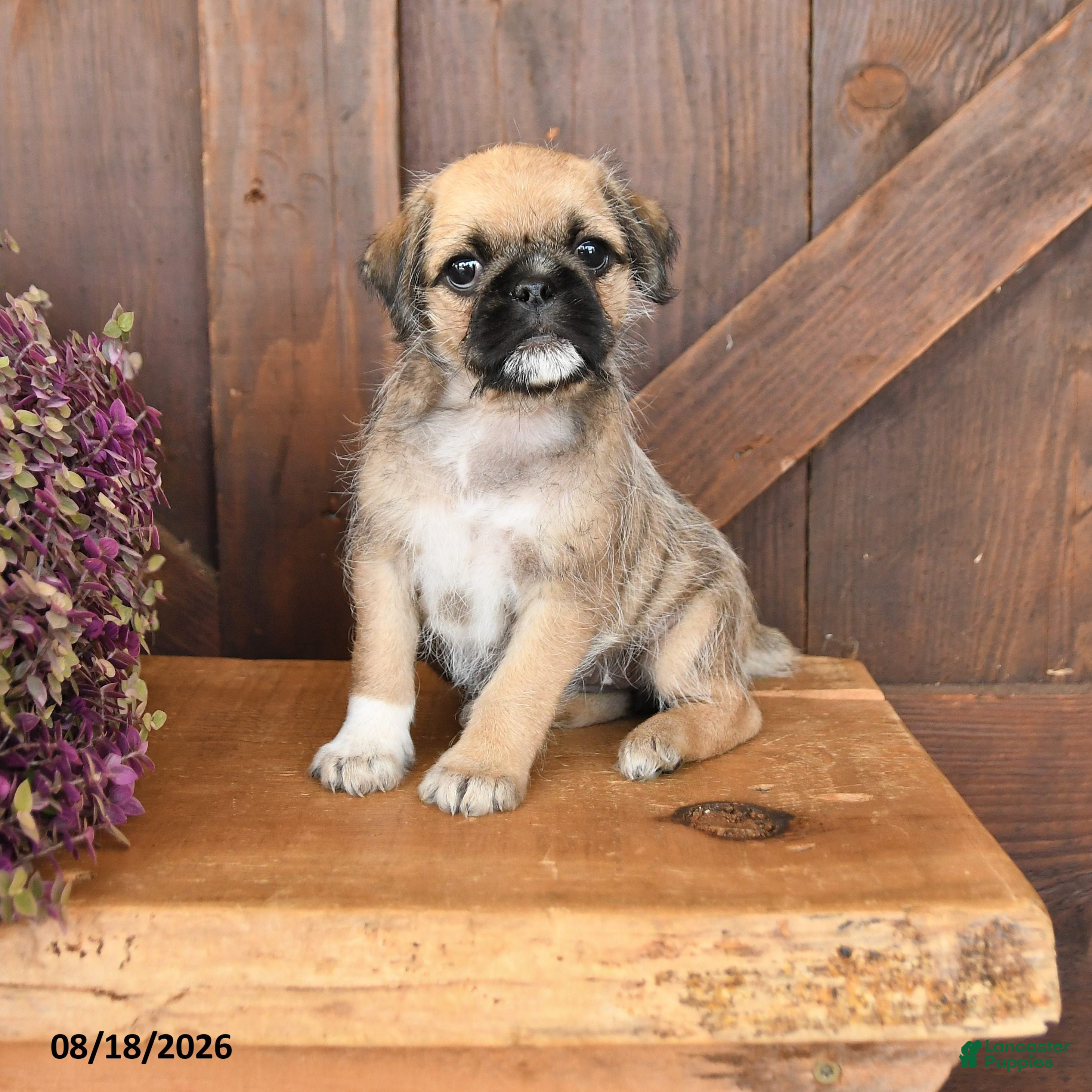 Mixed Breed dogs Lucy - Ad 1