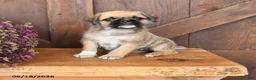Mixed Breed dogs for sale: Lucy - Ad 1
