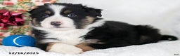 Miniature Australian Shepherd dogs for sale: Jack - Ad 3