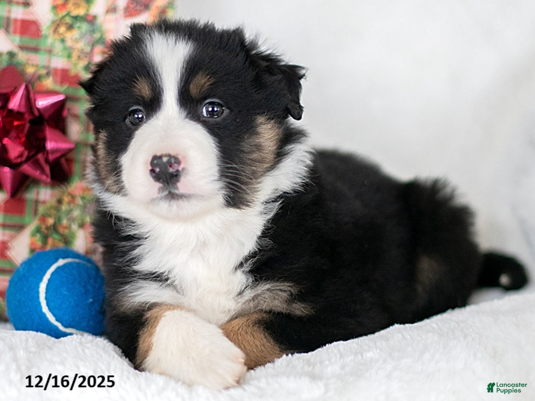 Miniature Australian Shepherd dogs for sale: Jack - Ad 3