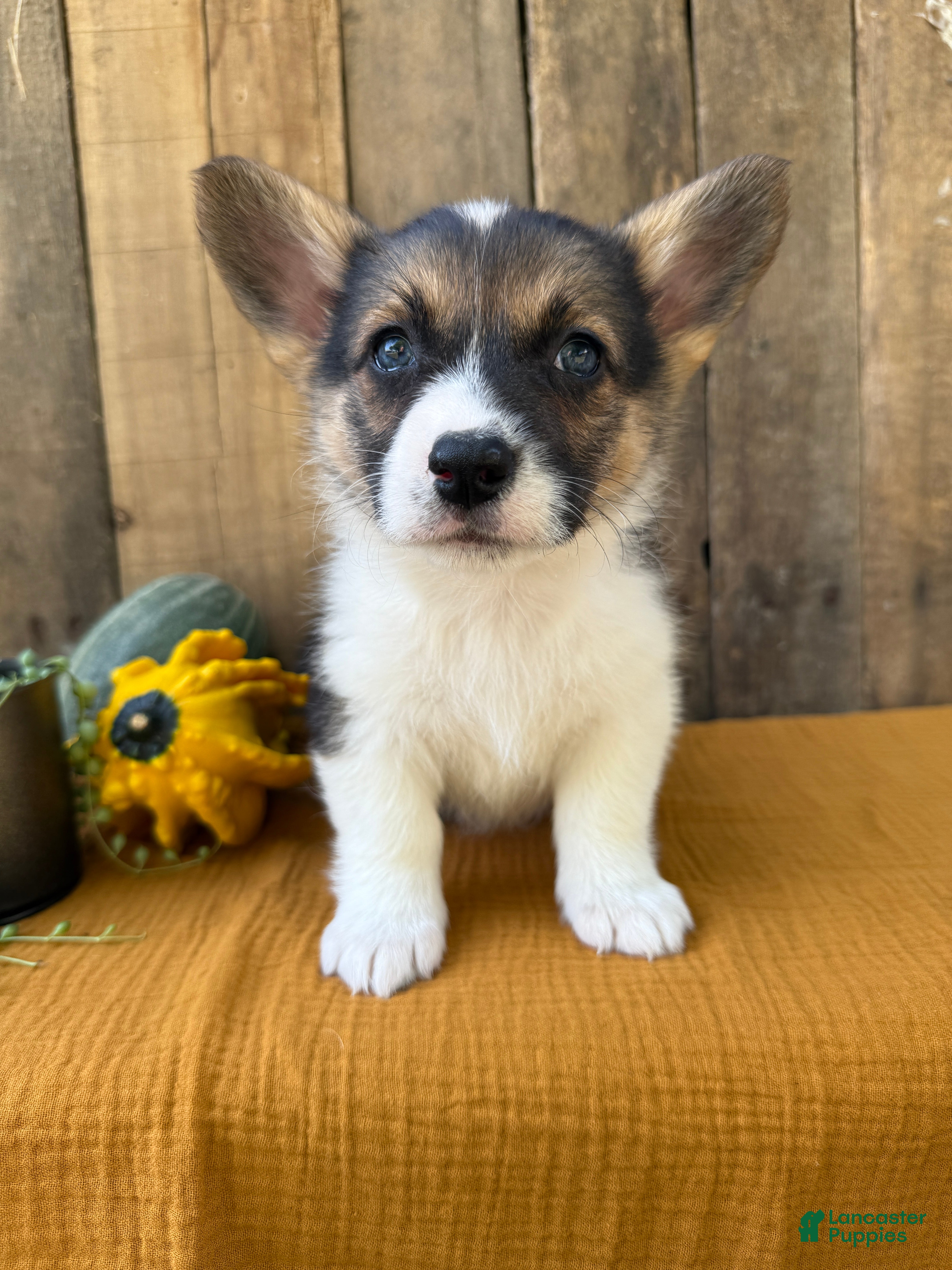 Welsh Corgi Pembroke dogs Jewel - Ad 6