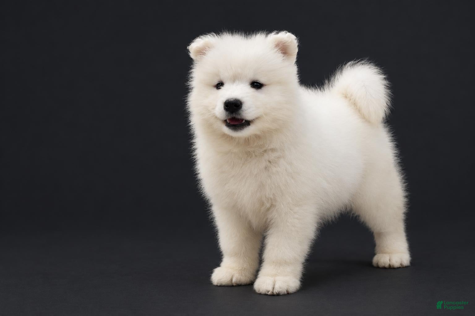 Samoyed dogs Queenie  - Ad 2