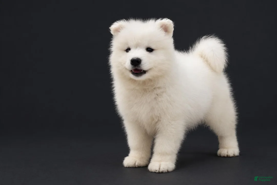 Samoyed dogs for sale: Queenie  - Ad 2