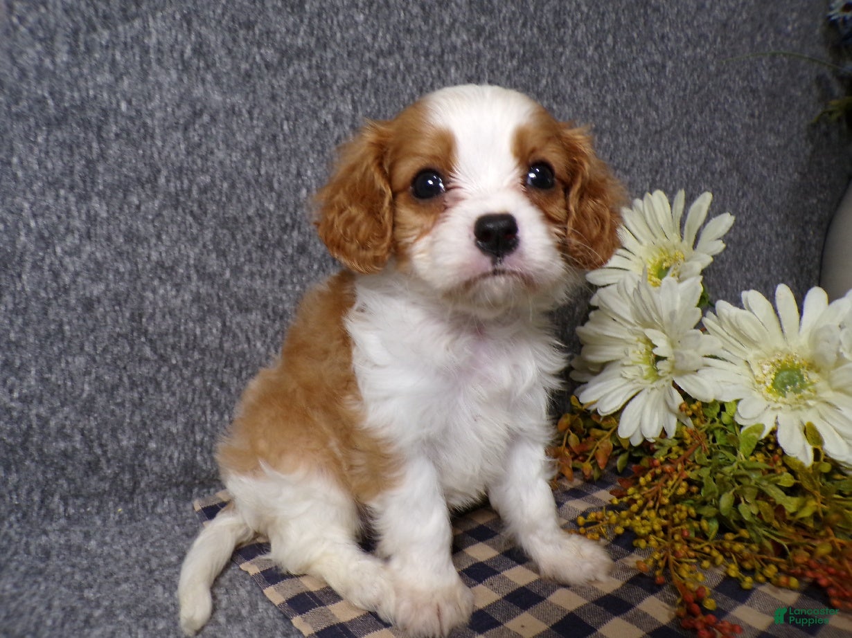 Cavalier King Charles Spaniel dogs Bozo - Ad 2