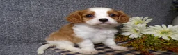 Cavalier King Charles Spaniel dogs for sale: Bozo - Ad 2