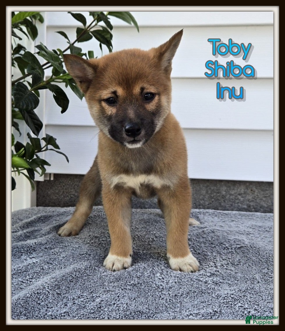Shiba Inu dogs Toby - Ad 1