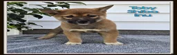 Shiba Inu dogs for sale: Toby - Ad 1