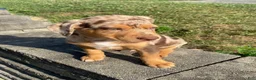 Mixed Breed dogs for sale: Arlo - Ad 4
