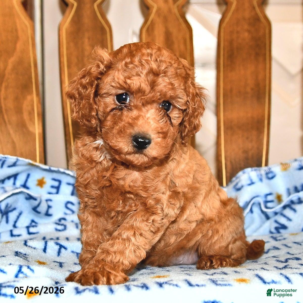 Cavapoo dogs Peter - Ad 1